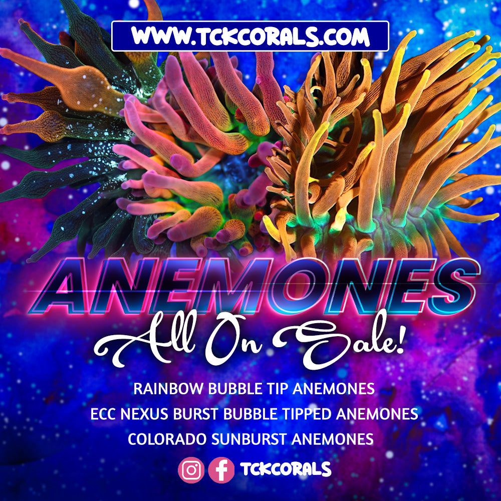 Anemone Sale | 50% OFF
