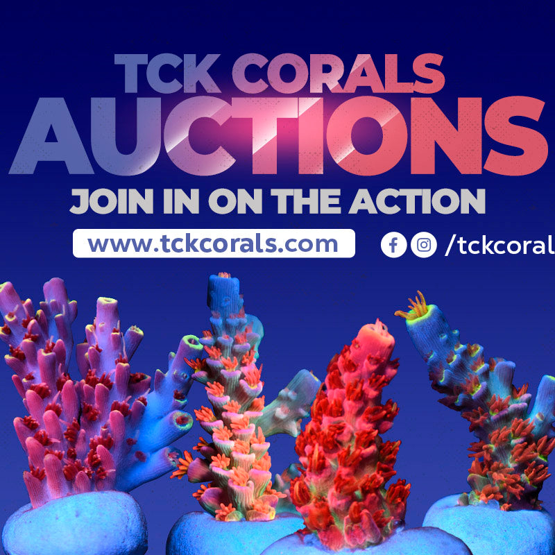TCK AUCTIONS
