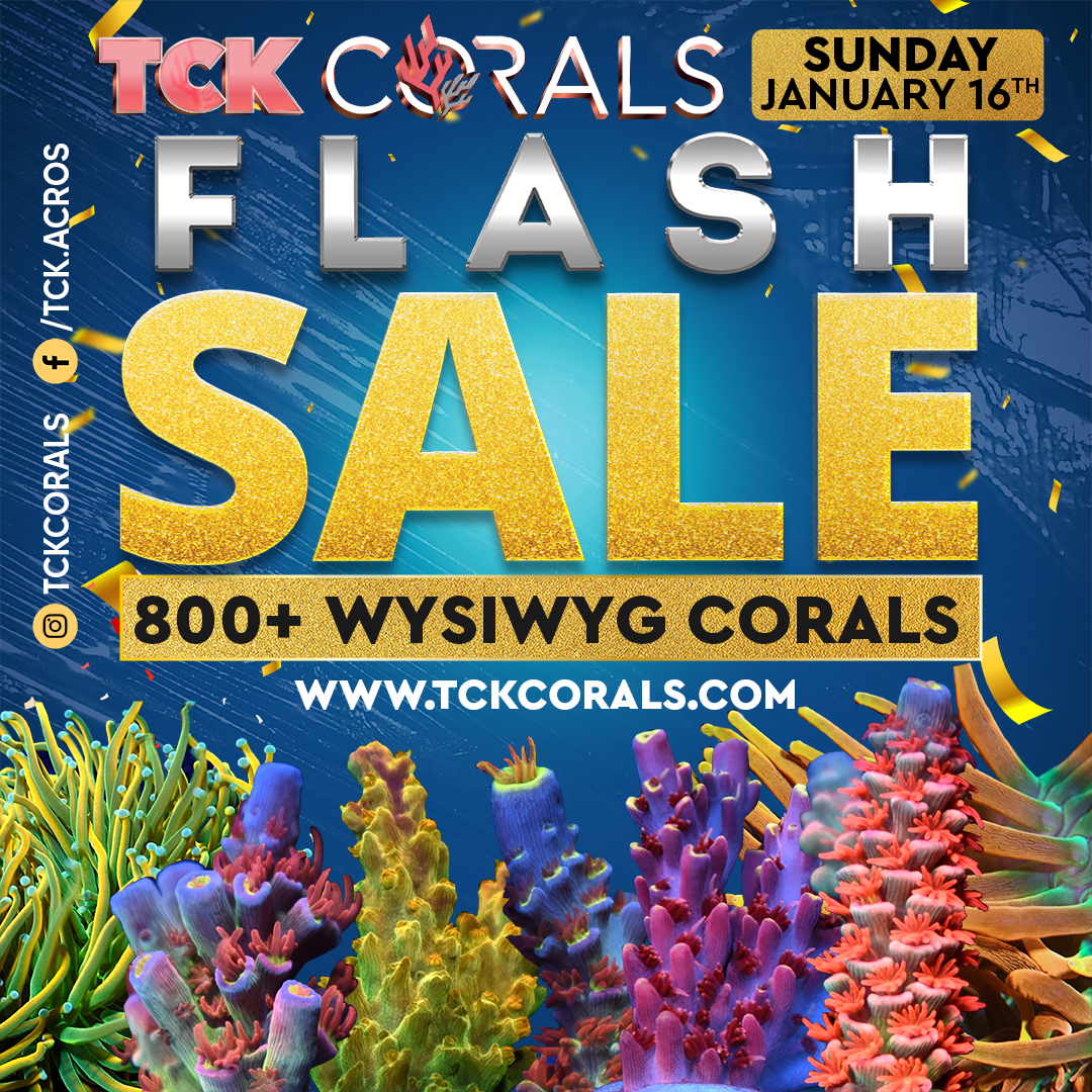 SUNDAY FLASH SALE JAN 16TH 800+ WYSIWYG