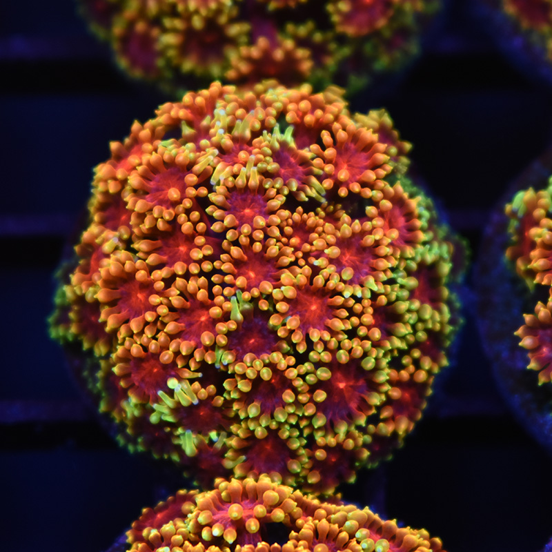 Coralꪔ̤̫ Stock Corals – TCKCorals