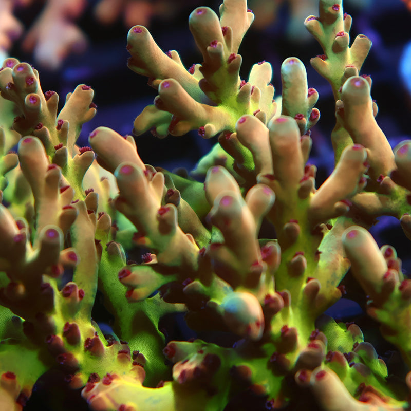 New Release TCK Avenger