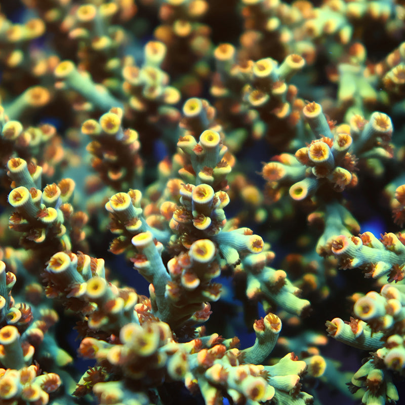 New Release TCK Flying Thunder Speciosa