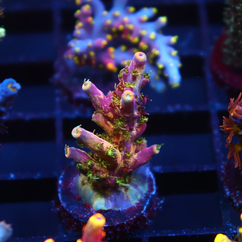 Insane TCK Kaleidoscope