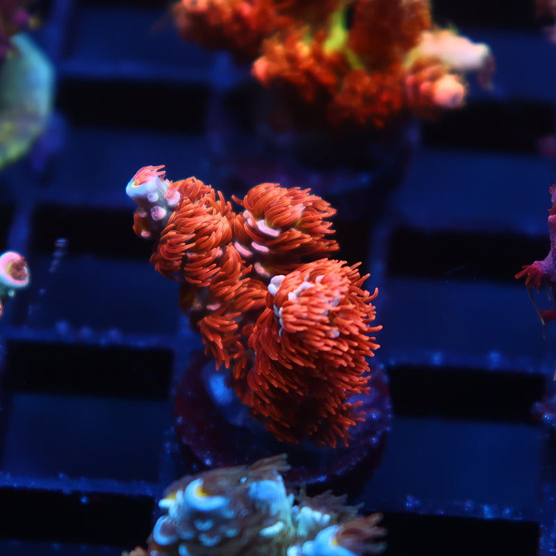 TCK Cherry Bombs Tenuis