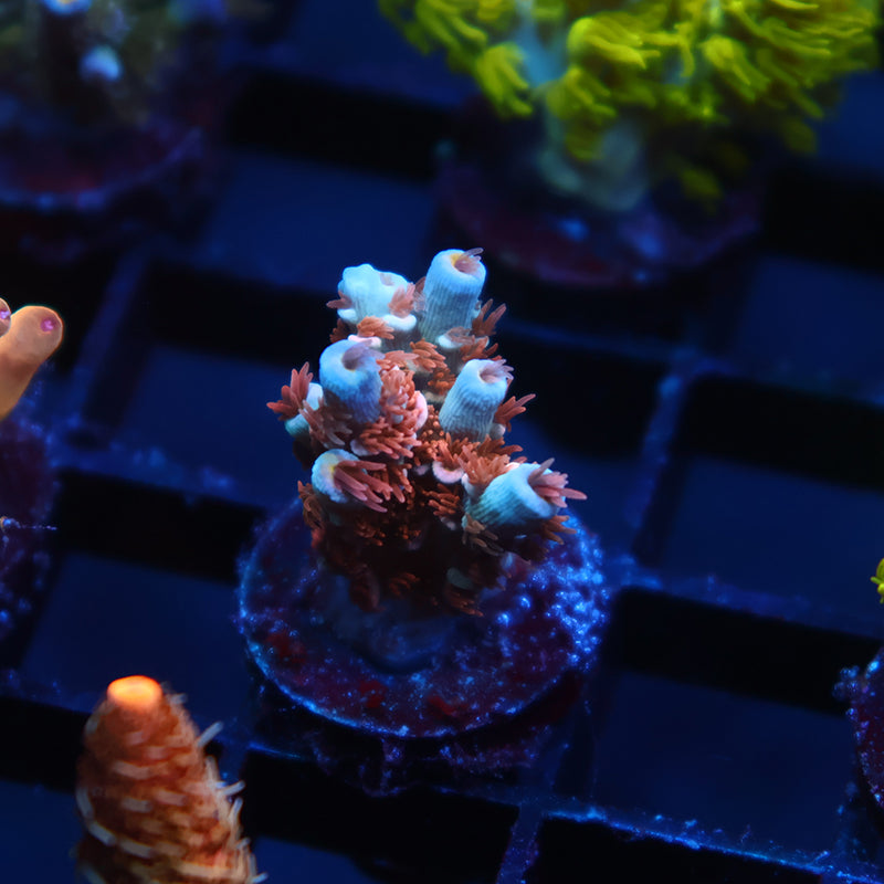 TCK Snap Crackle Tenuis