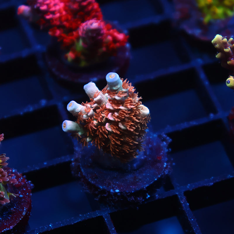 TCK Snap Crackle Tenuis