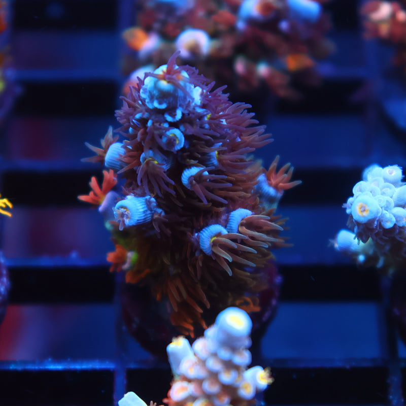 TCK Troll Hair Tenuis