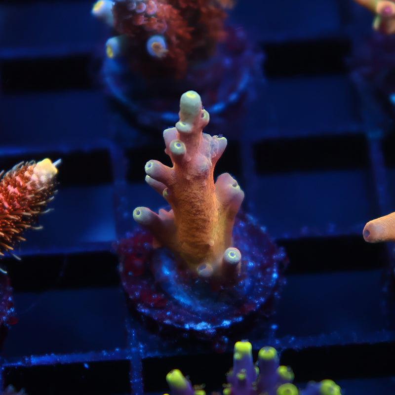 TCK Atomic Echinata