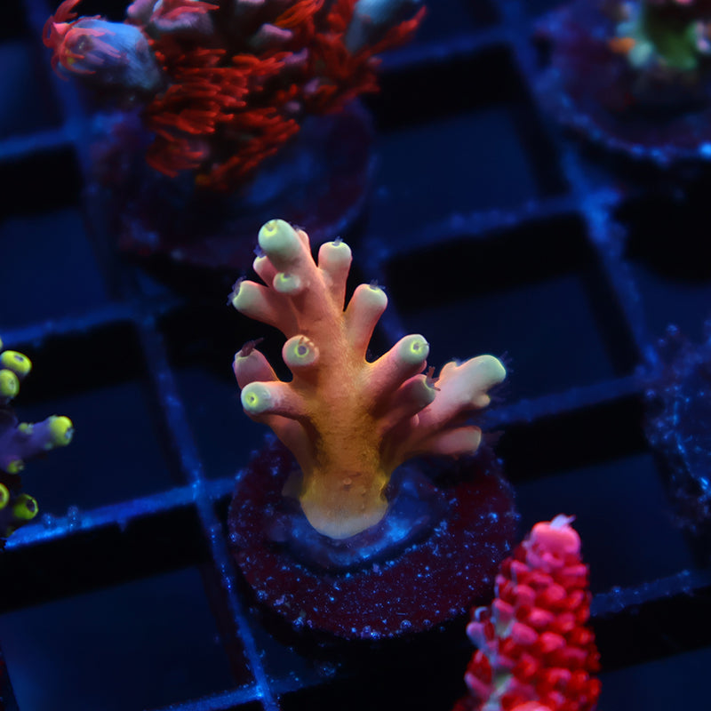 TCK Atomic Echinata