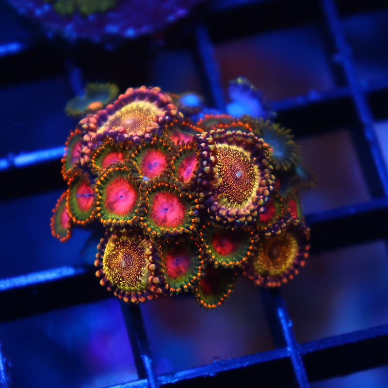 Awesome Blossoms/Pink and Golds Combo