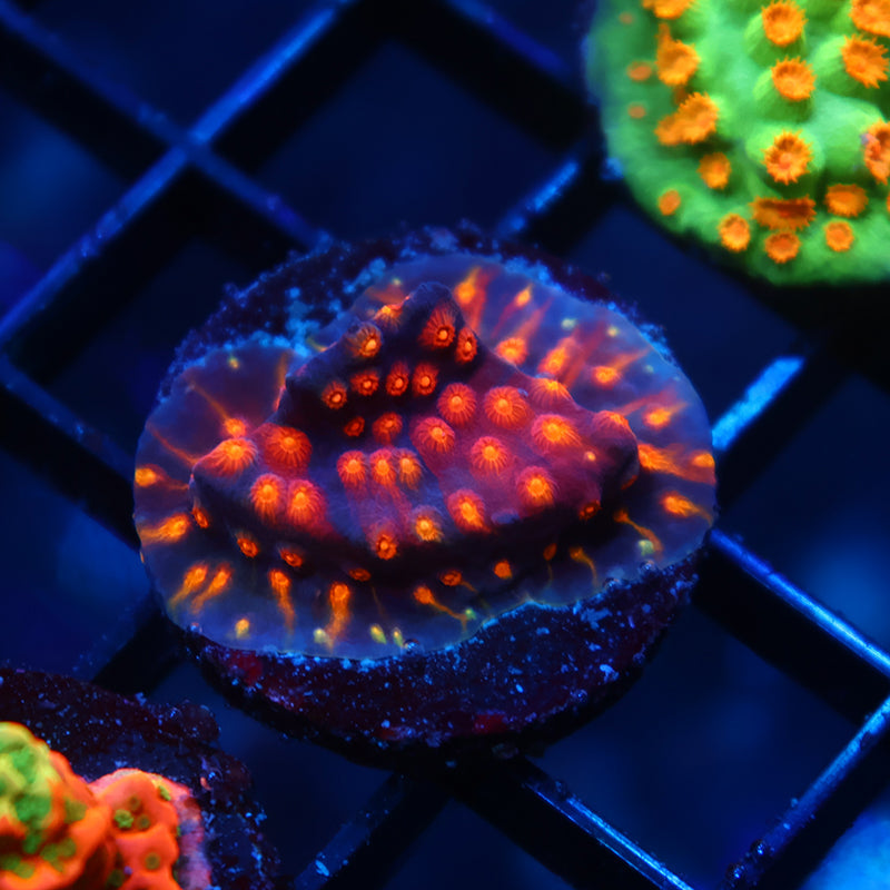 ARC Monet's Madness Cyphastrea