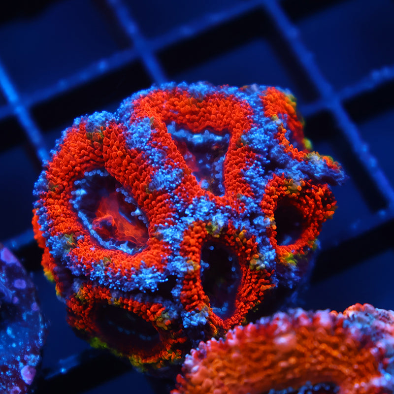 Lg TCK Red Acan Lord