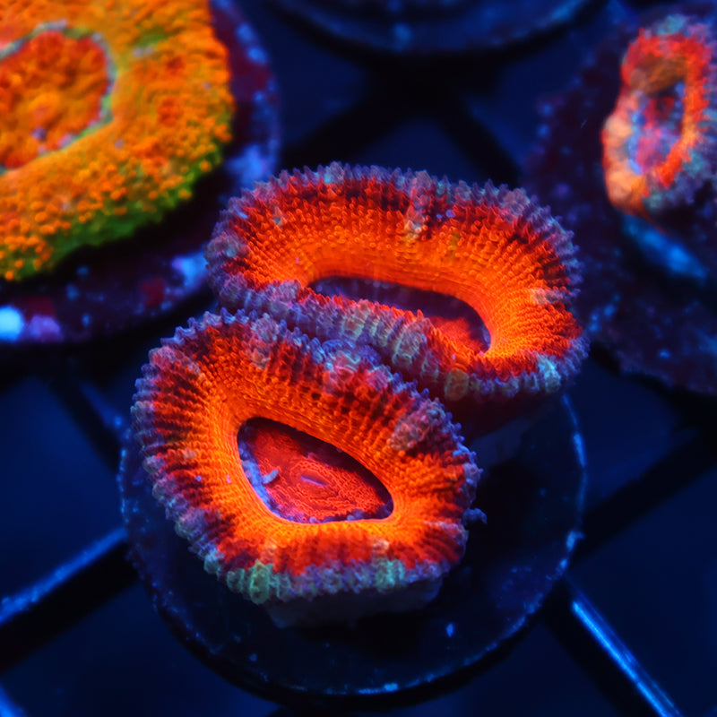 TCK Orange Rainbow Acan Lord