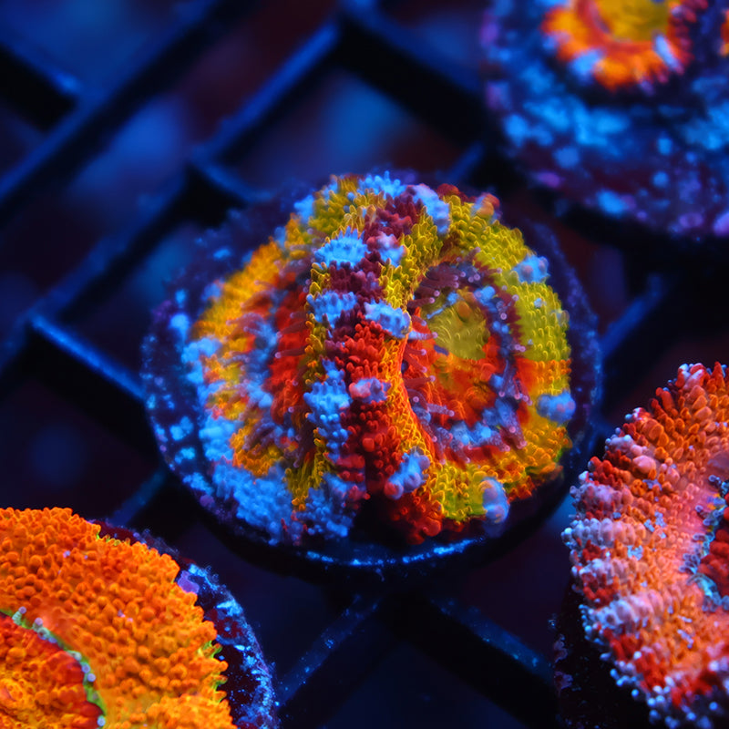 Insane TCK Grafted Insanity Acan Lord