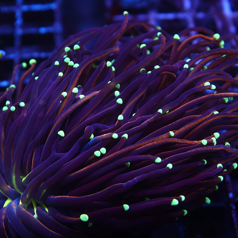 TCK Tank Spawned Light Bulb Torch