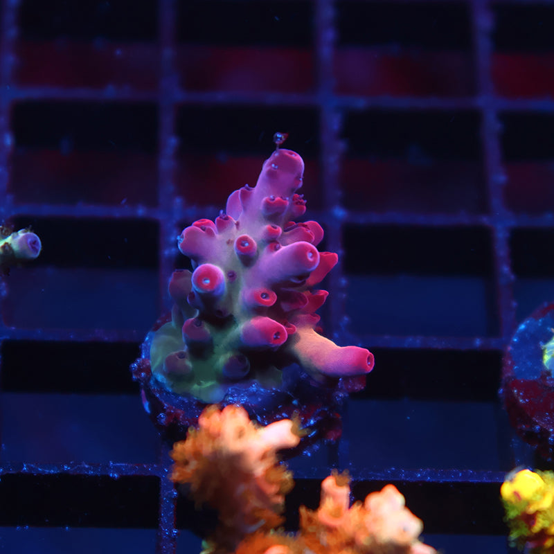 TCK Poisonberry Granulosa