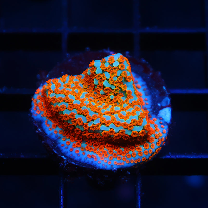 TCK Rainbow Roads Monti