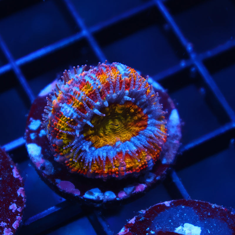 TCK Insanity Rainbow Acan Lord