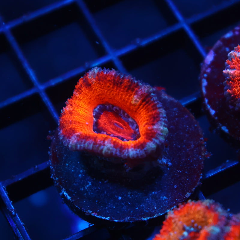 TCK Orange Rainbow Acan Lord