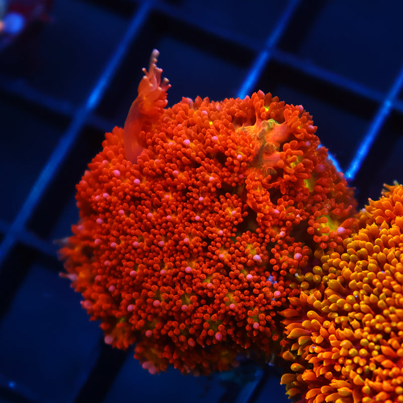 TCK Oddball Goni Bernardpora