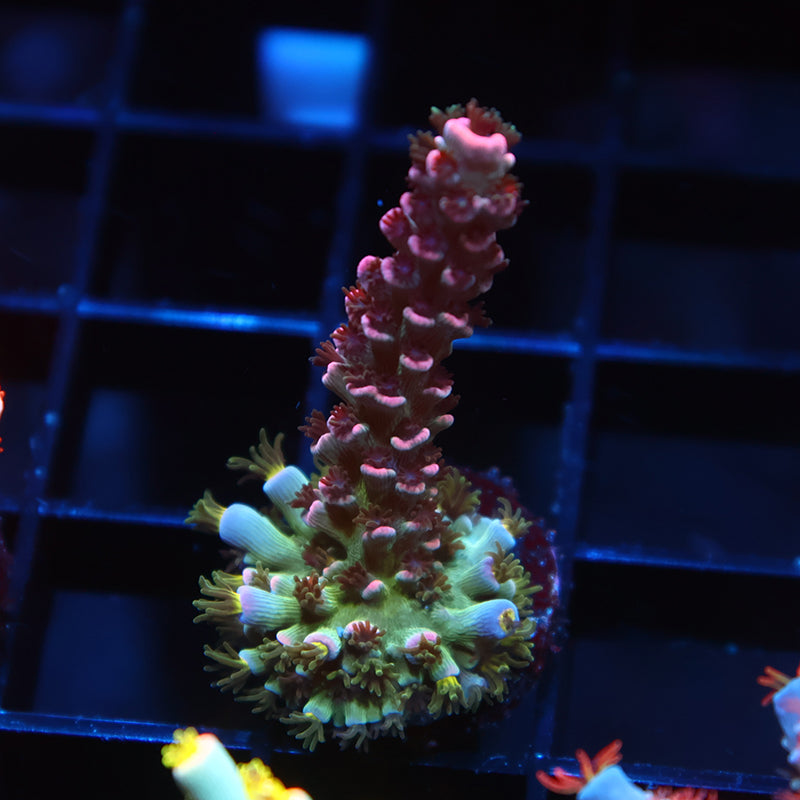 TCK Devastator Tenuis