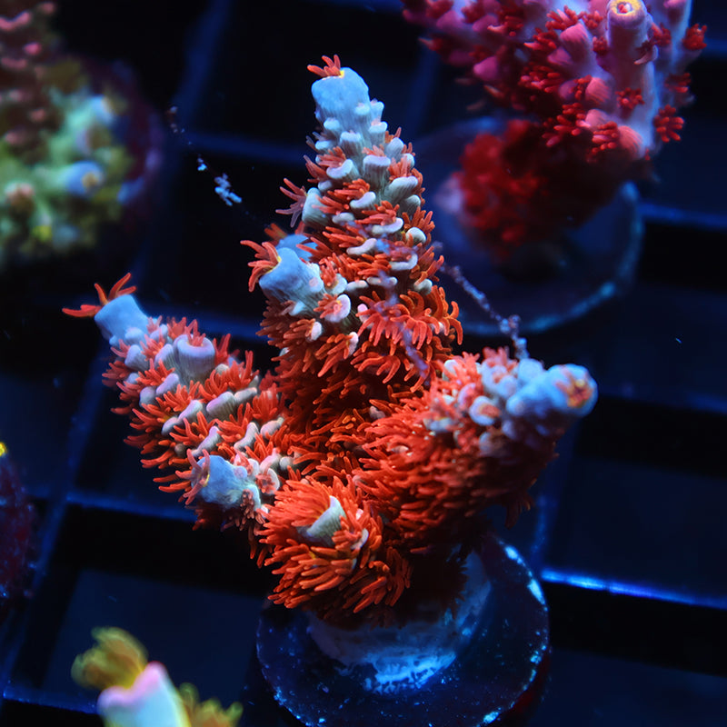 Lg TCK Wildcard Tenuis