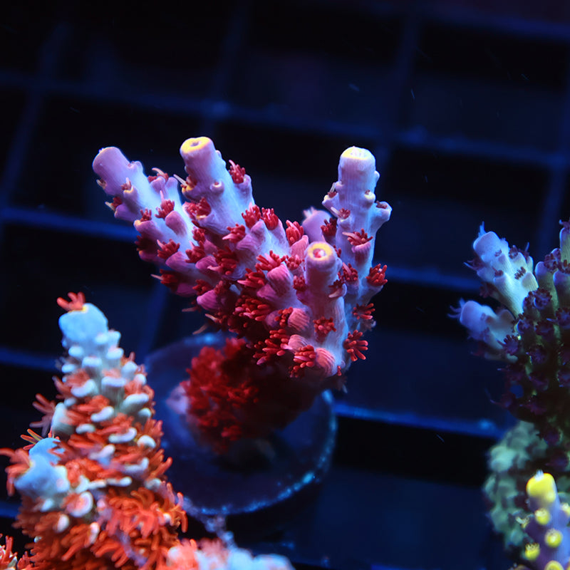 TCK Kaleidoscope Red Side