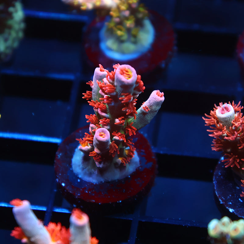 TCK Gamechanger Tenuis