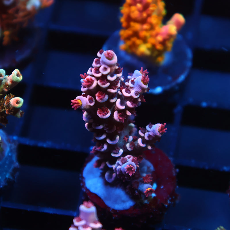 TCK Purple Flamethrower Tenuis