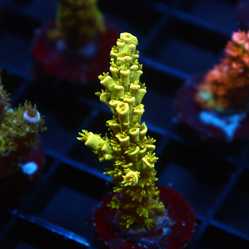 TCK Pineapple Express Tenuis