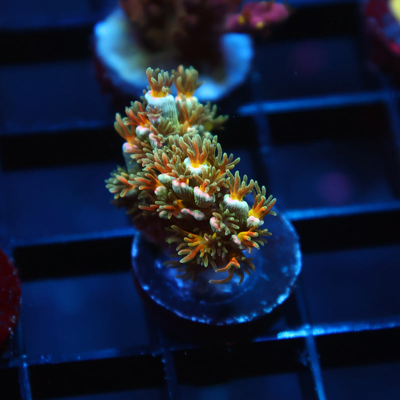 TCK Sour Polyps Tenuis