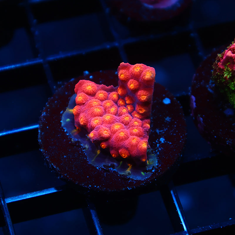 TCK Rainbow Abstract Cyphastrea