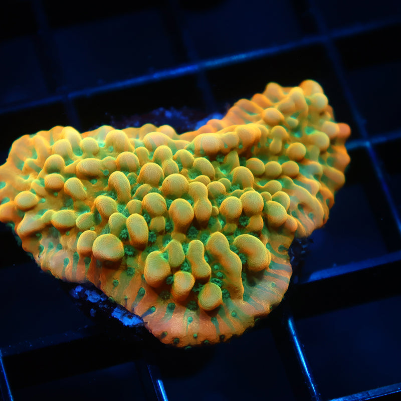 Lg JF Beach Bum Monti