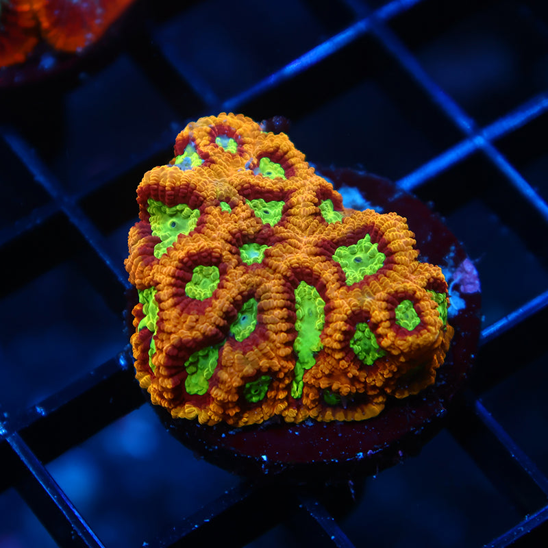 TCK Burning Rim Favia