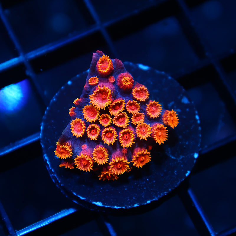 WWC Bizarro Cyphastrea