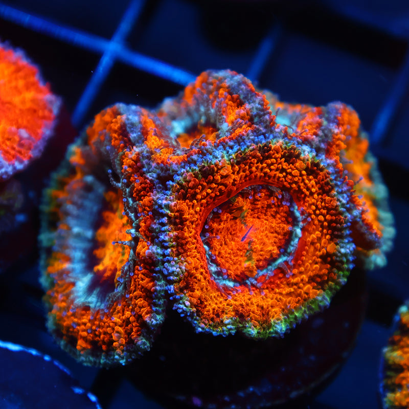 TCK Awesome Orange Acan Lord