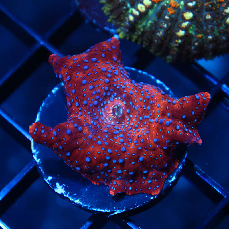 TCK Superman Mushroom