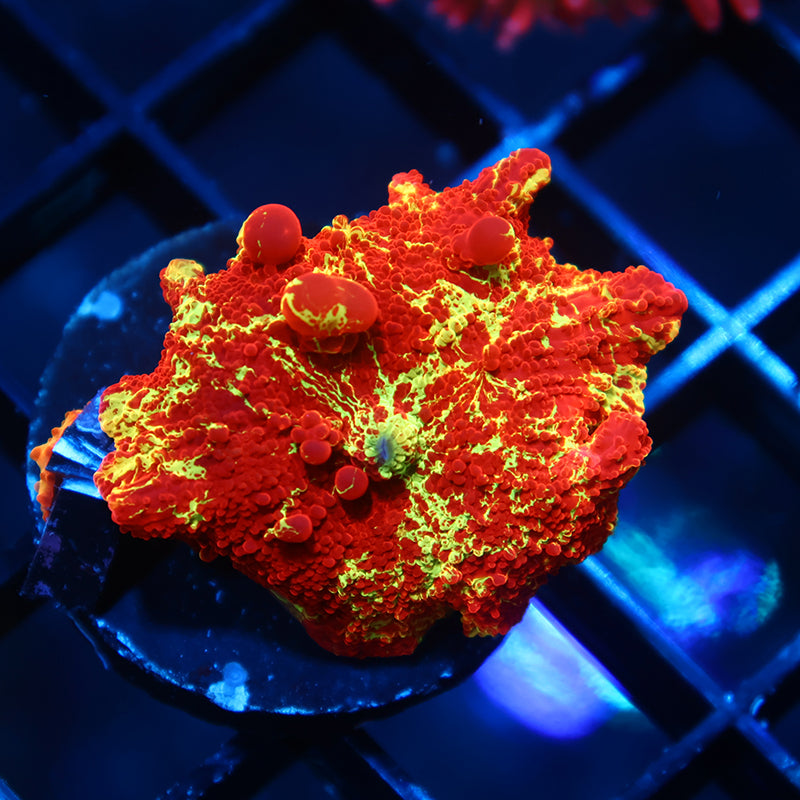 Insane Mythical Corals Eclectus Bounce Mushroom