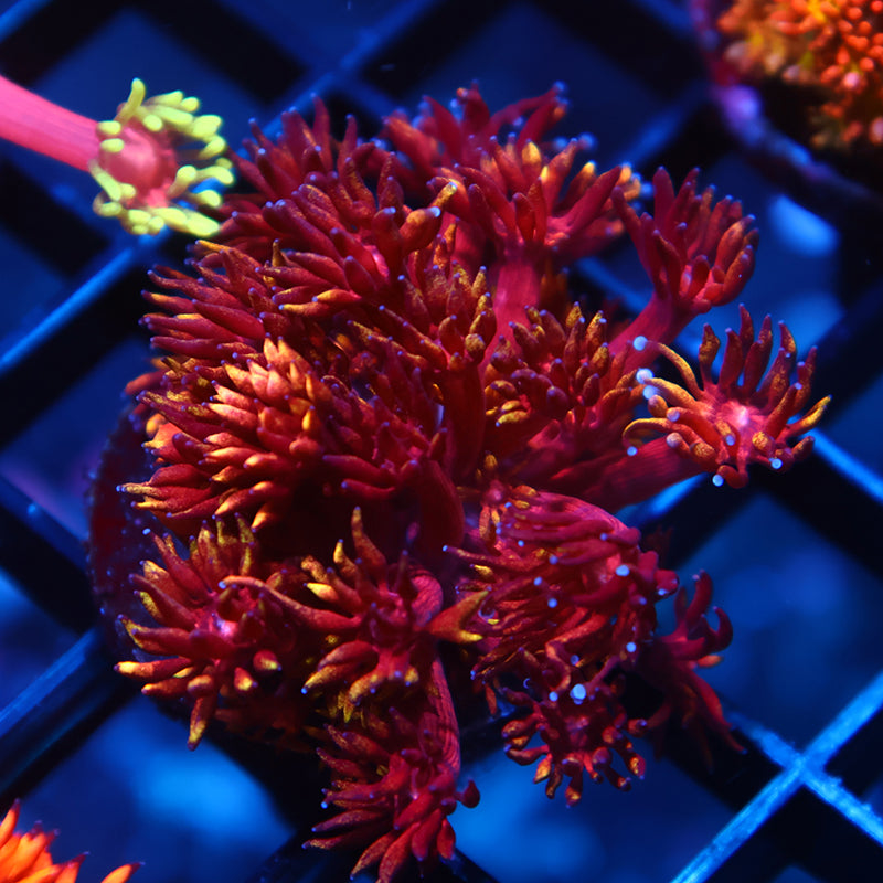 TCK Insane Flame Tips Goni