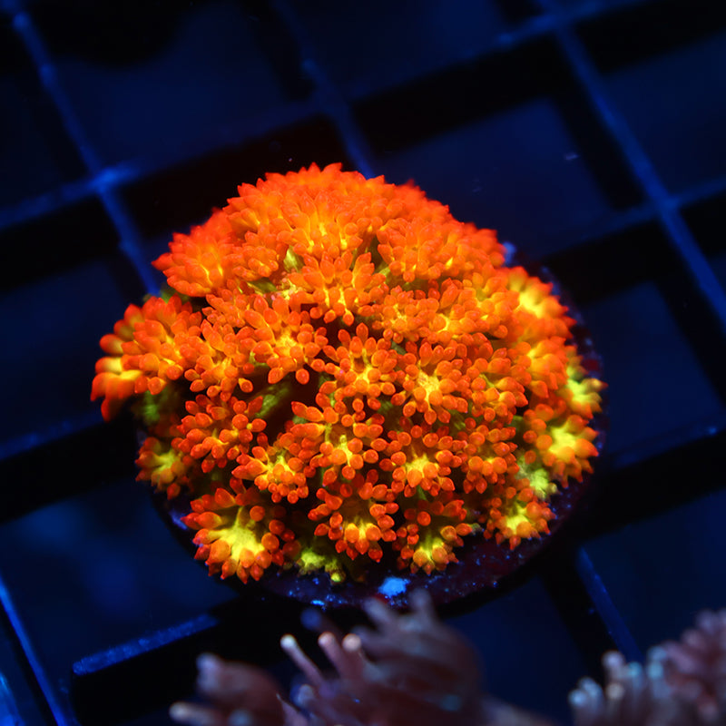 TCK Combustion Goni Bernardpora