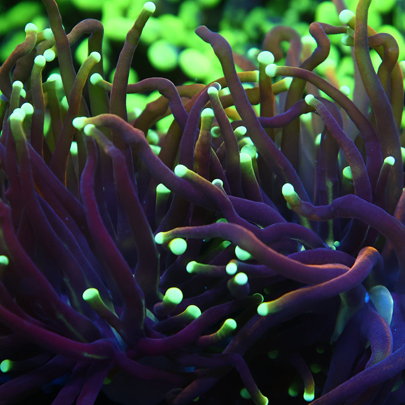 TCK Yellow Tips Indo Gold Torch