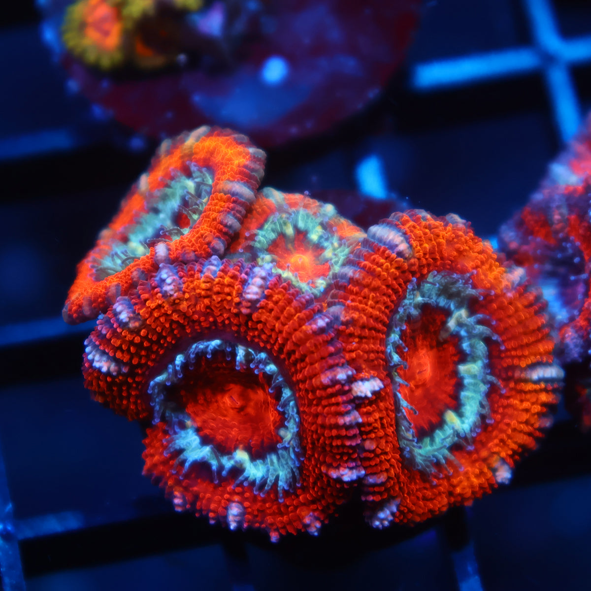 TCK Fluffy Rainbow Acan Lord