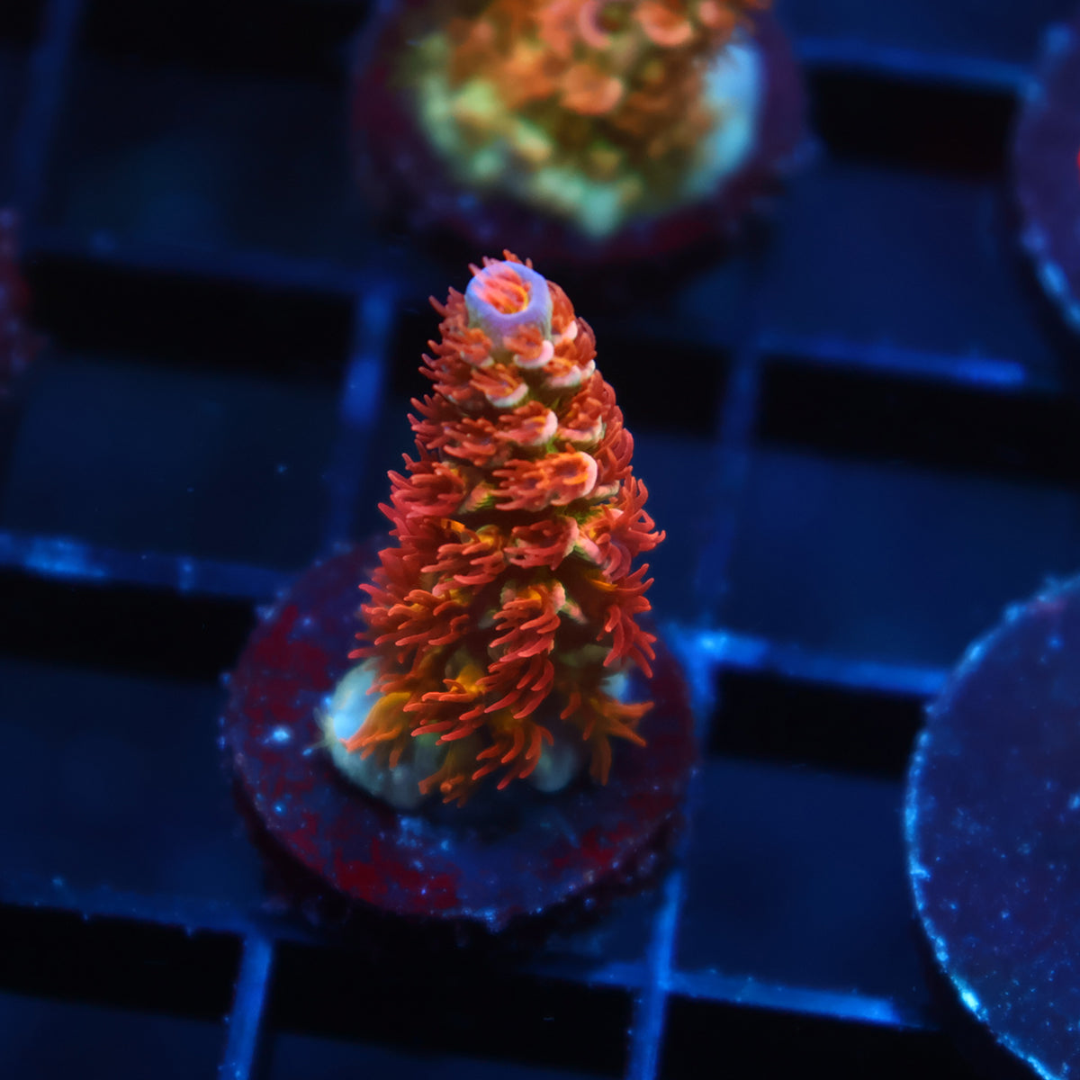 TCK Molten Polyps Tenuis
