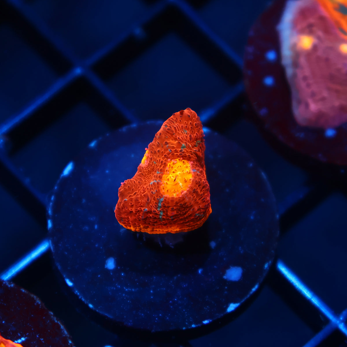 TCK Molten Rainbow Chalice
