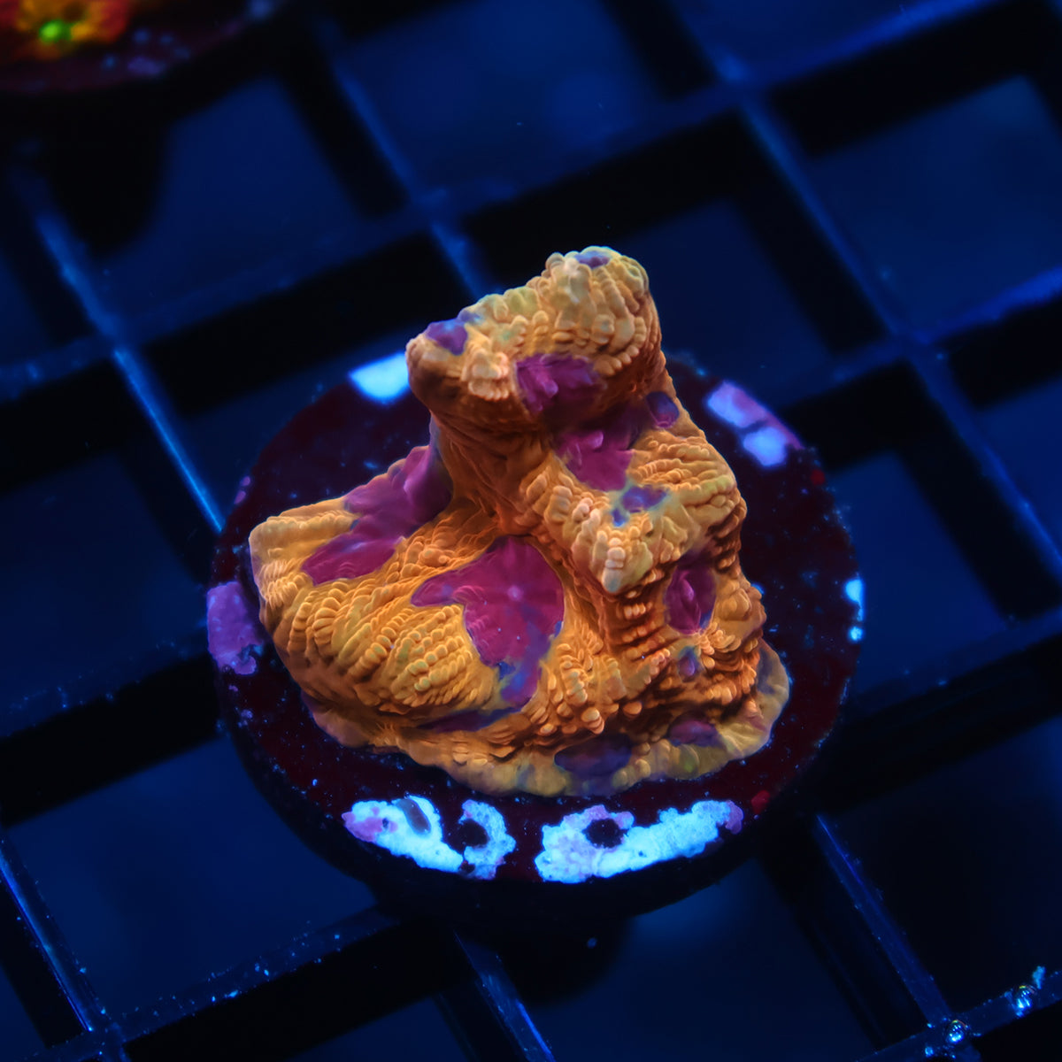 TCK Orange Jester Favia