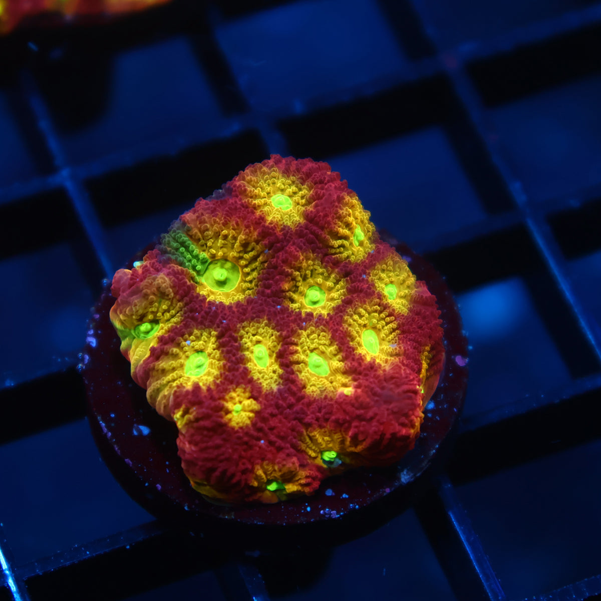 TCK Fire Favites