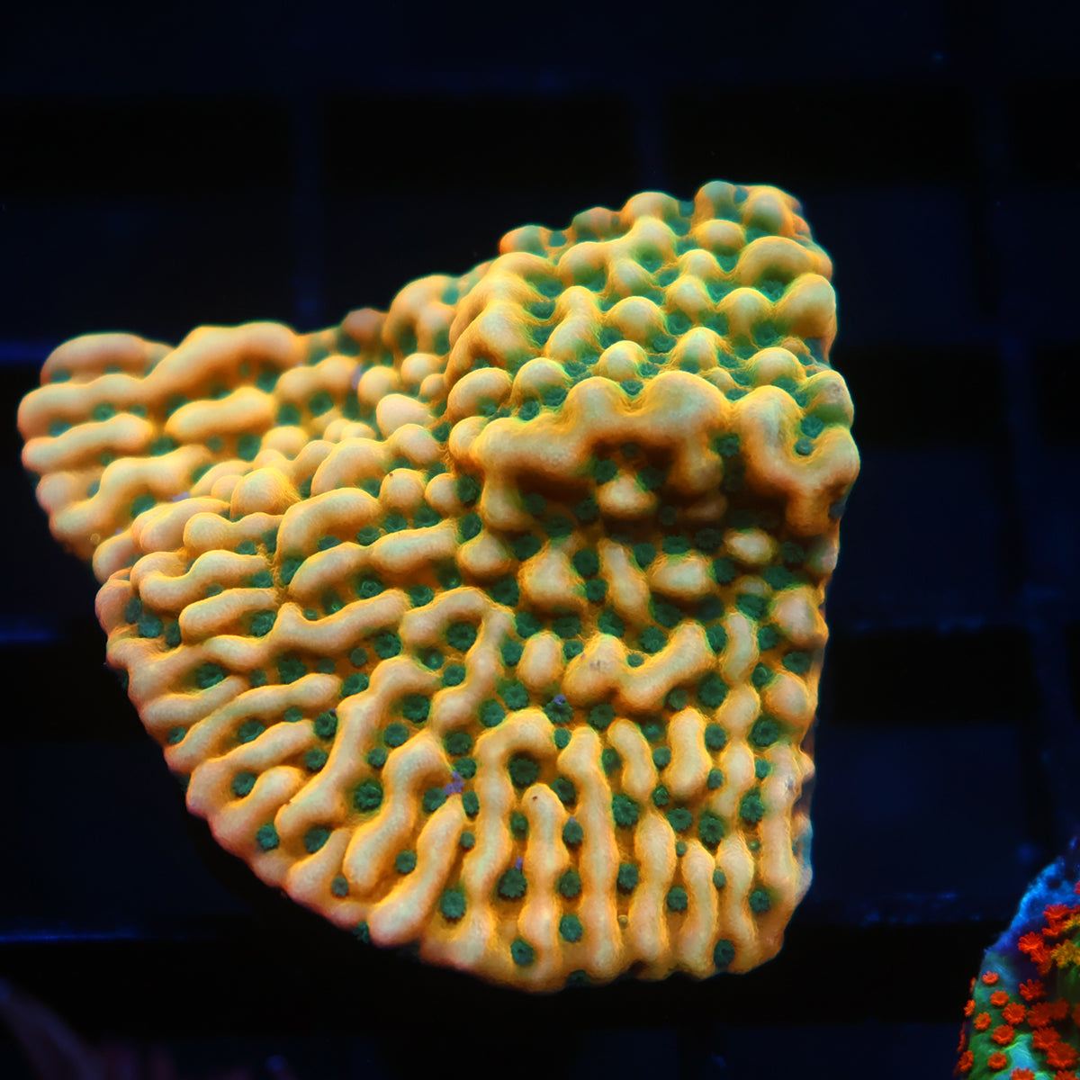 WWC Kung Pao Monti