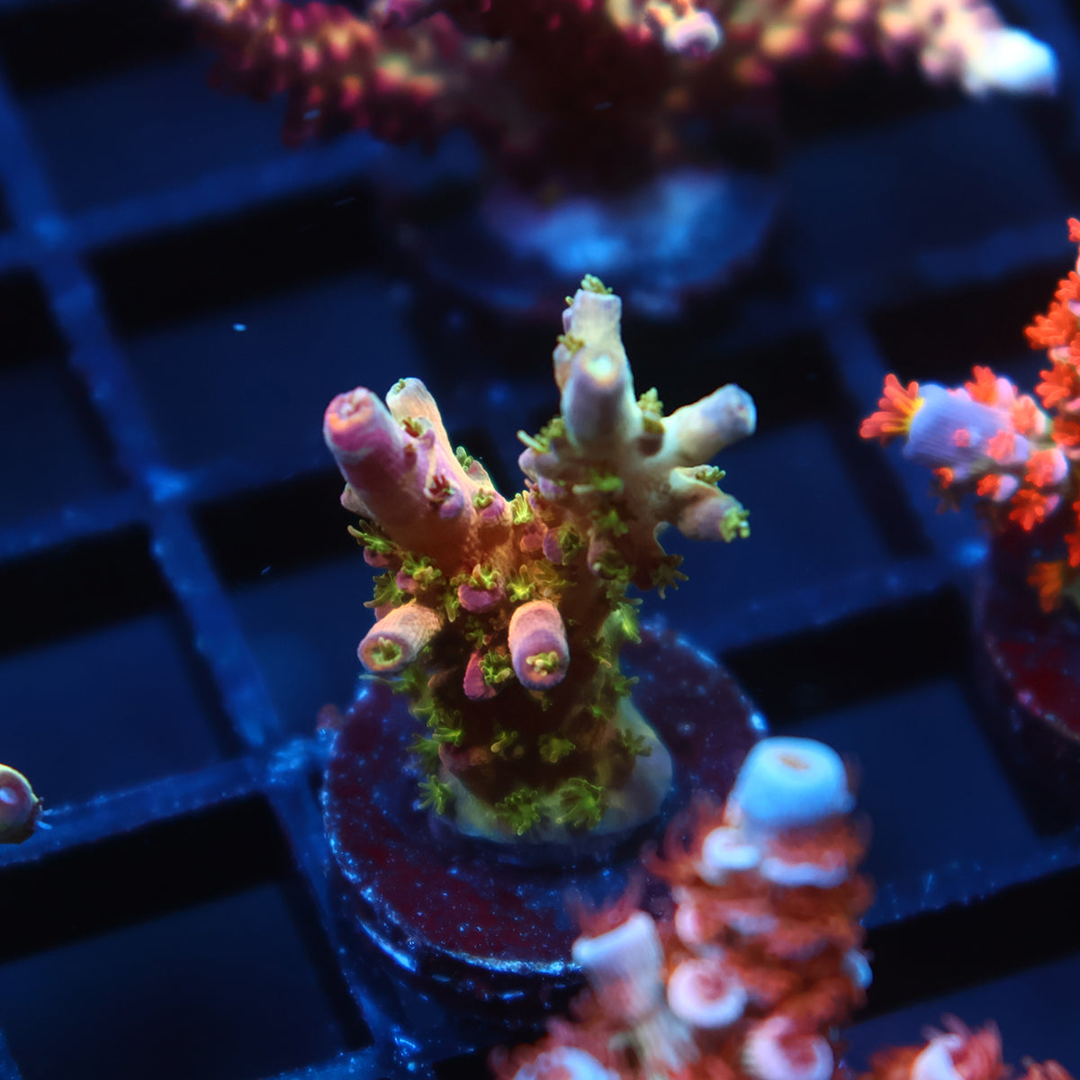 TCK Grafted Kaleidoscope