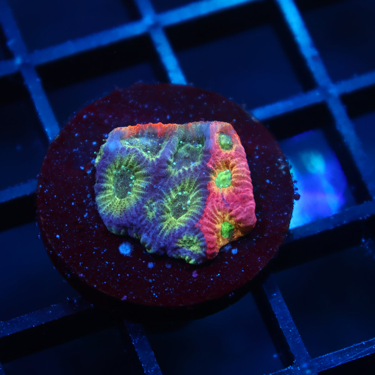 JF Dayglo Favia