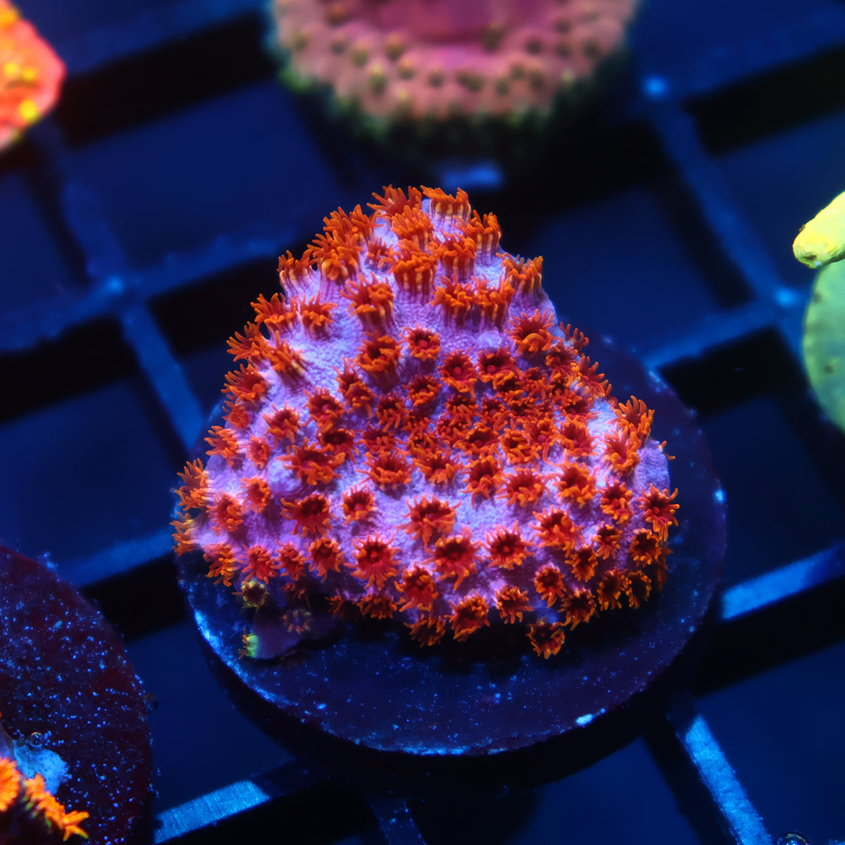 Skittles Bomb Cyphastrea